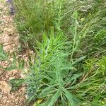 Echium italicum Leaf