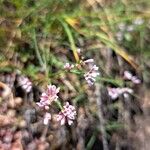 Asperula cynanchicaÕis