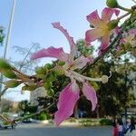 Ceiba speciosaFlor