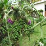 Cirsium mexicanum Frukto