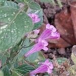 Clinopodium grandiflorum Blüte