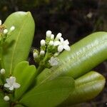 Rauvolfia sevenetii Flower