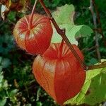 Physalis alkekengi Fruto