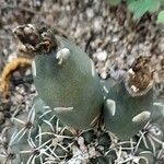 Gymnocalycium baldianum 其他