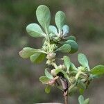 Lythrum portula Fruit