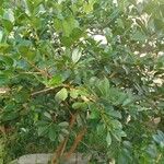 Psidium cattleianum List