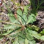 Taraxacum obovatum पत्ता