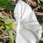 Convolvulus arvensis Çiçek