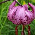 Lilium martagon Цвят