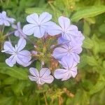 Plumbago europaea Квітка