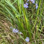 Dampiera stricta Feuille