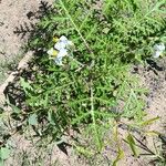 Solanum sisymbriifoliumLeaf