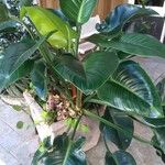 Philodendron davidsonii Folha