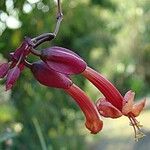 Dolichandra cynanchoides Flower