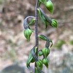 Epipactis microphylla Flower