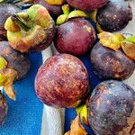 Garcinia mangostana Fruto