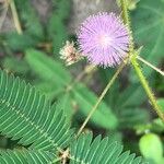 Mimosa sensitivaപുഷ്പം