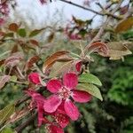 Malus × floribundaFlower