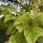 Catalpa ovata Lehti