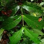 Tricalysia amplexicaulis Leaf