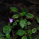 Impatiens filicornu Pokrój