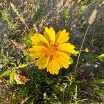 Coreopsis lanceolata Flor