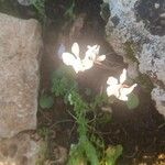 Cyclamen balearicum Blomst