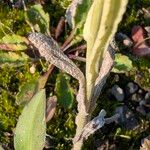 Pseudognaphalium luteoalbum Leaf