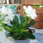 Lewisia cotyledon Листок