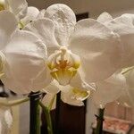 Phalaenopsis amabilis 花