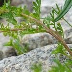 Lepidium didymum Bark