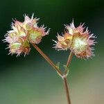 Valeriana vesicaria Ffrwyth