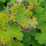 Geranium renardii Leaf