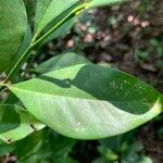 Actinostemon concolor Leaf