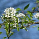 Pyrus pashia Blüte