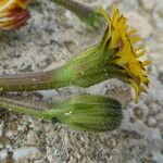 Hedypnois rhagadioloides Flor