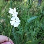 Silene italica Blomma