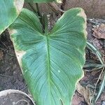 Zantedeschia aethiopicaFolha