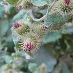 Arctium minusᱡᱚ