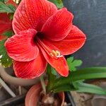 Hippeastrum reginae Цветок