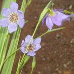 Alophia silvestris 花