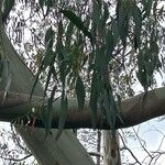 Eucalyptus tereticornis Leaf