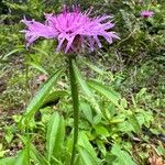 Centaurea nervosa Floro