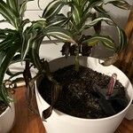 Dracaena fragransBlatt