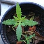 Cannabis sativa List