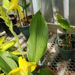 Siphonochilus kirkii Leaf