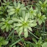 Galium mollugo Blatt