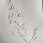 Eragrostis curvula ᱡᱚ