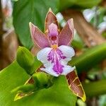 Aspasia epidendroides Flower