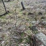 Acacia anceps Характер